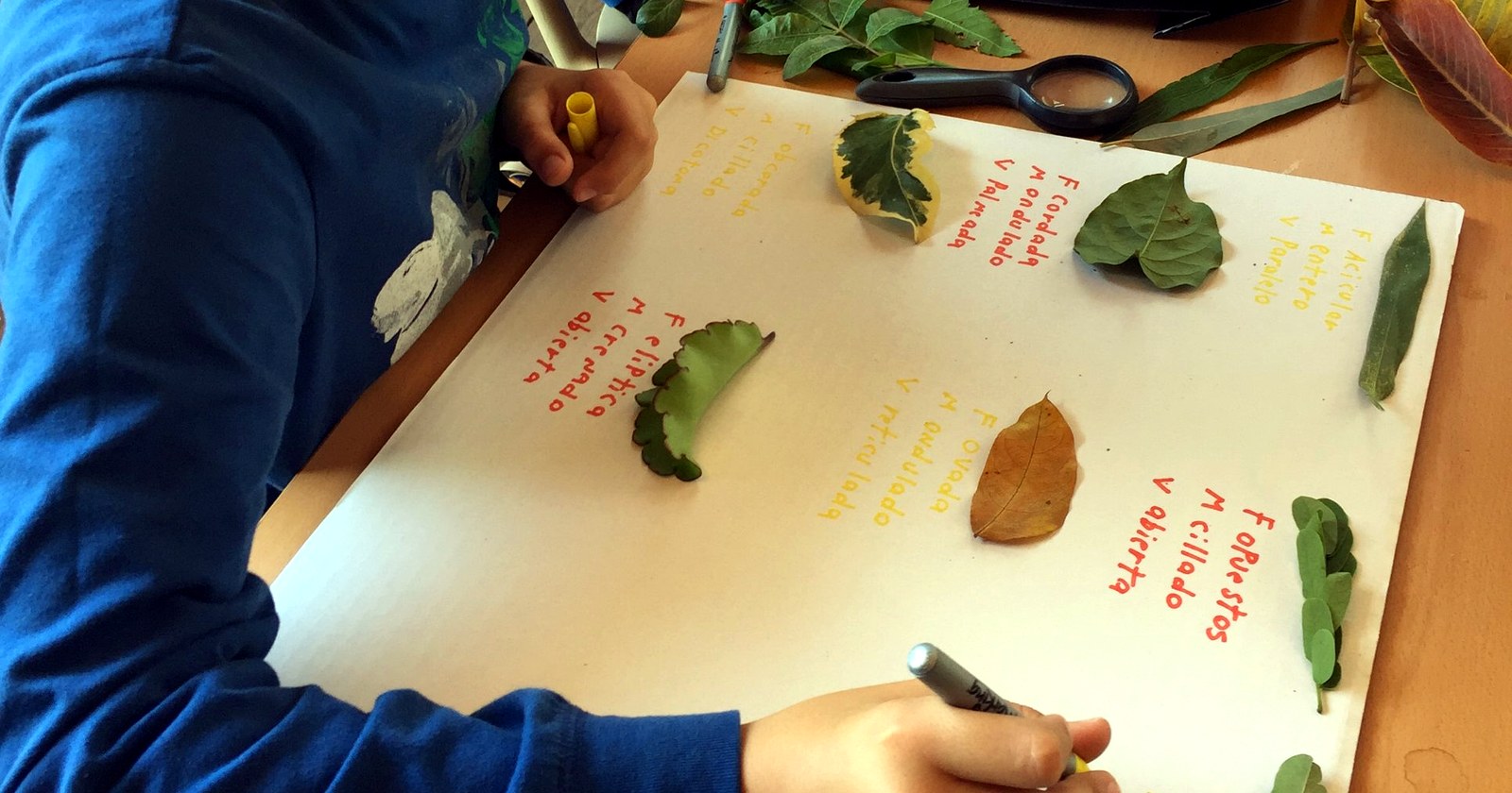 Niño clasificando hojas de plantas sobre una cartulina, con sus notas escritas a mano, en una actividad de homeschool
